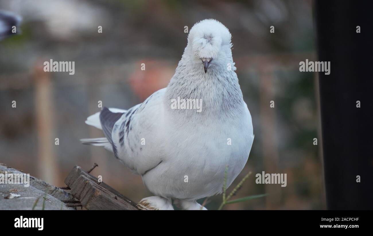 Bellissimo piccione sul flor Foto Stock