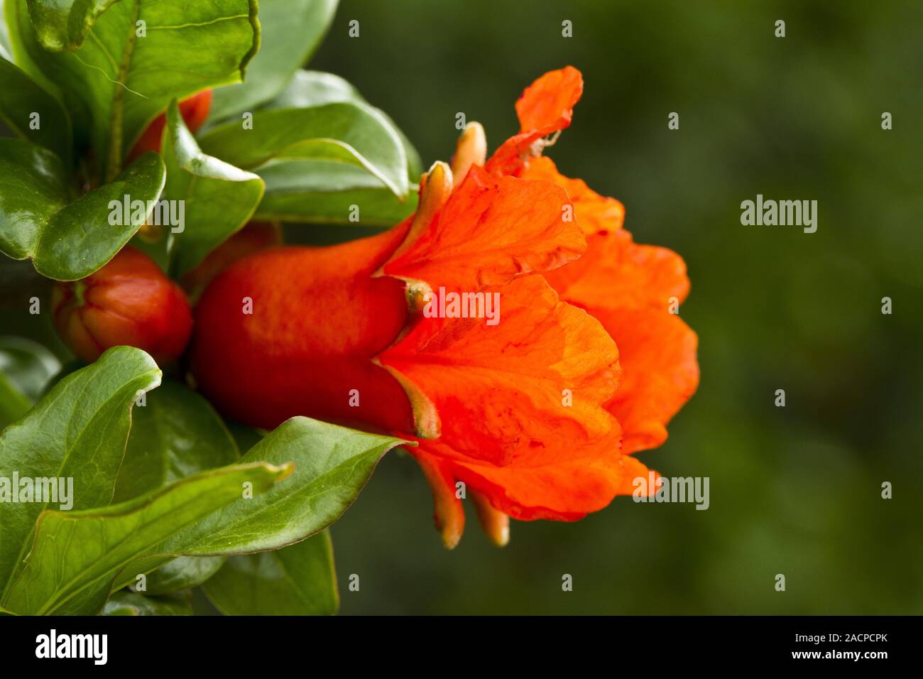 Bel rosso fiori di melograno Foto Stock