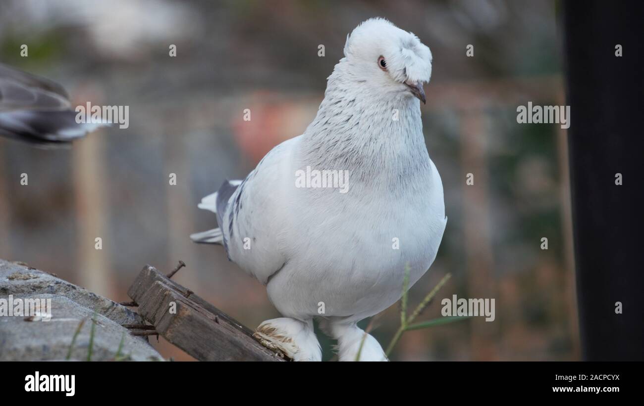 Bellissimo piccione sul flor Foto Stock