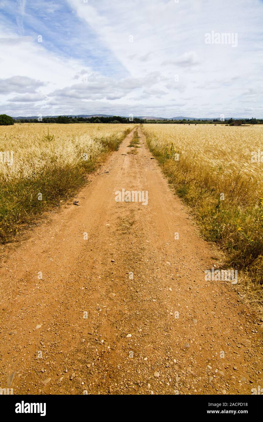 Strada sterrata sul prato di cereali Foto Stock