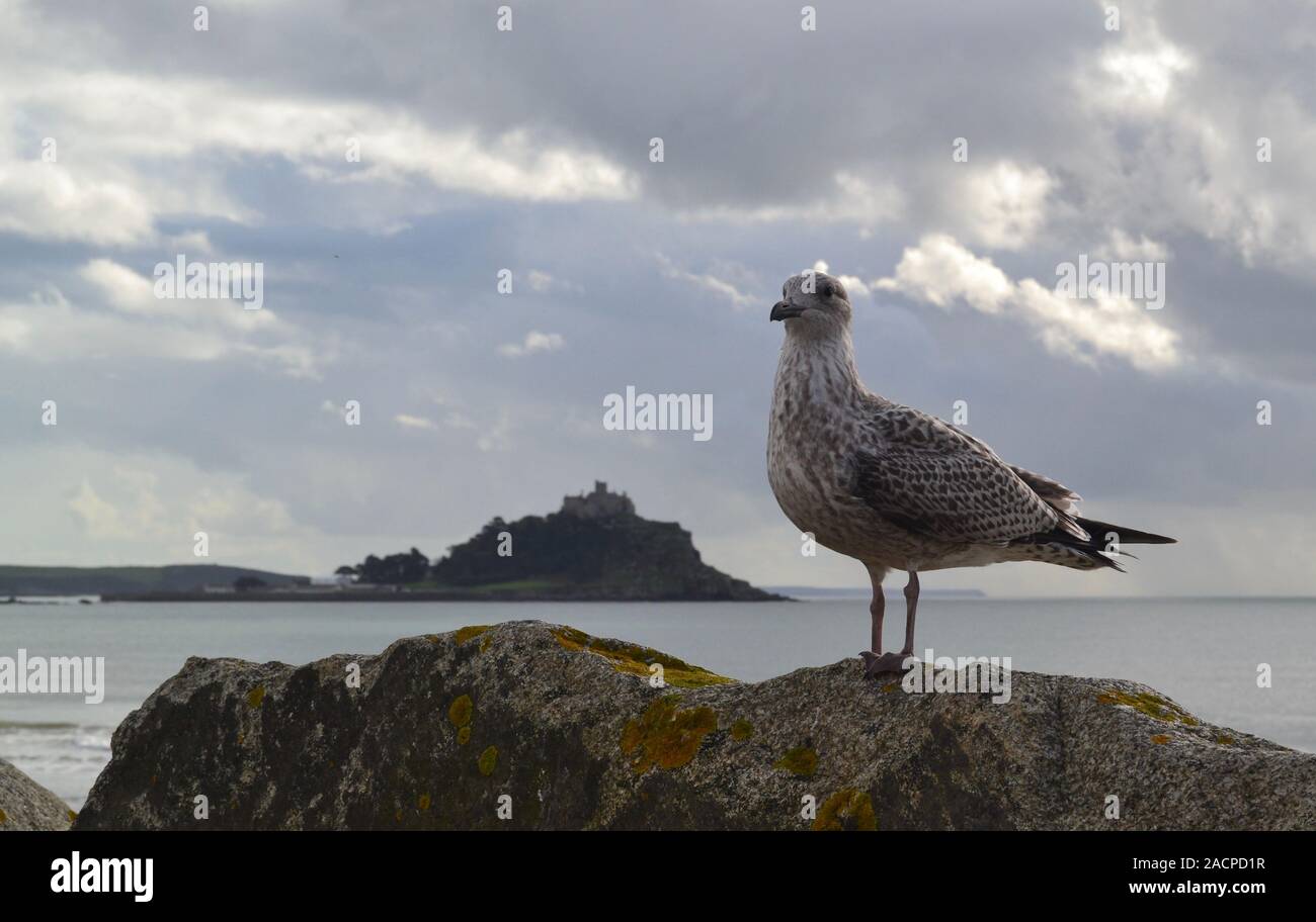 St Michaels mount con cani e gabbiani Foto Stock