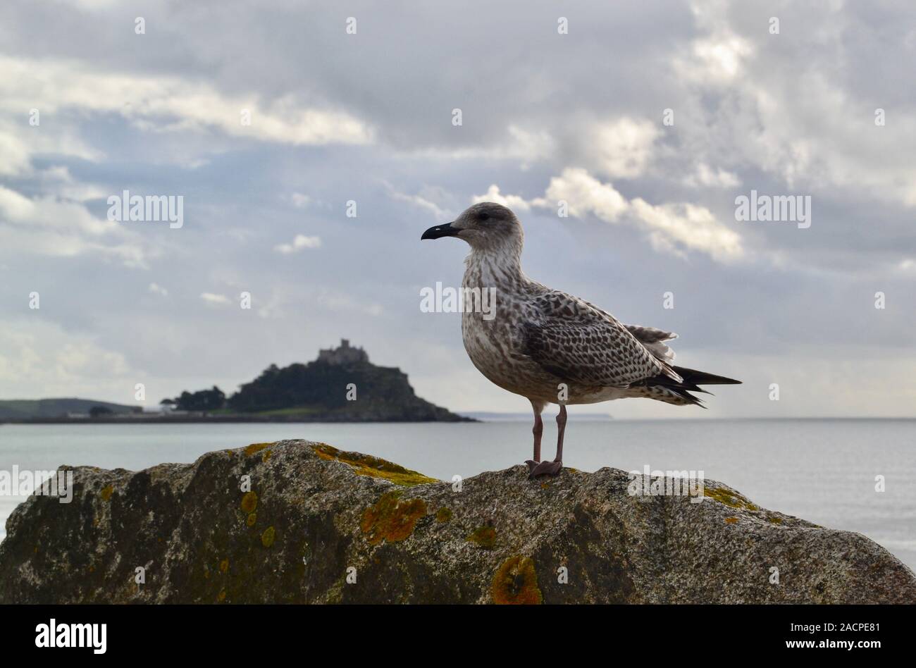 St Michaels mount con cani e gabbiani Foto Stock