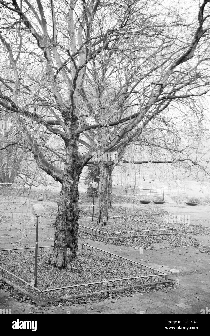 Bäume im Nebel Foto Stock