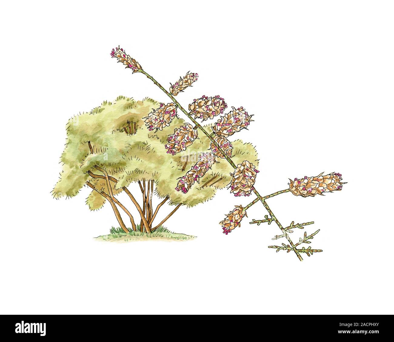 Tamerici (Tamarix canariensis) tree. Illustrazione di un'isola delle Canarie tamerice (Tamarix canariensis) tree, con un close-up di fiori su un ramo (a destra). Foto Stock