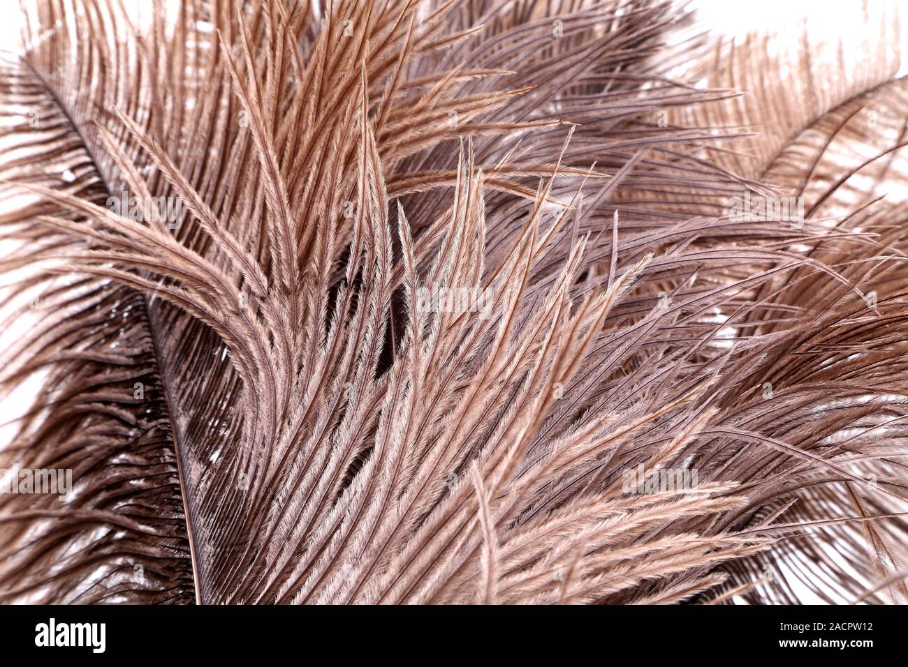 Piume marroni Foto Stock