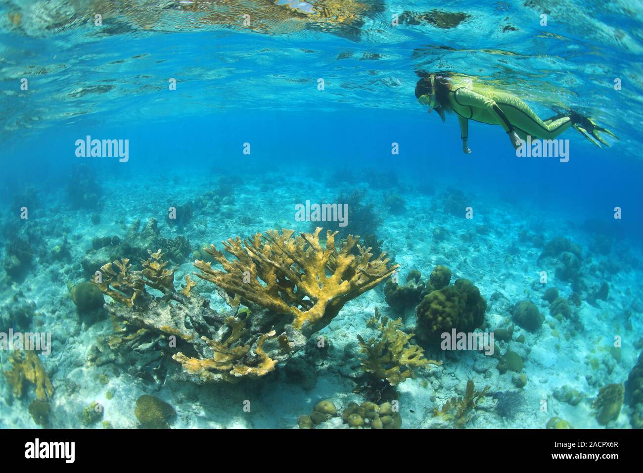 Femmina e snorkeler Elkhorn coral underwater nella scogliera corallina caraibica Foto Stock