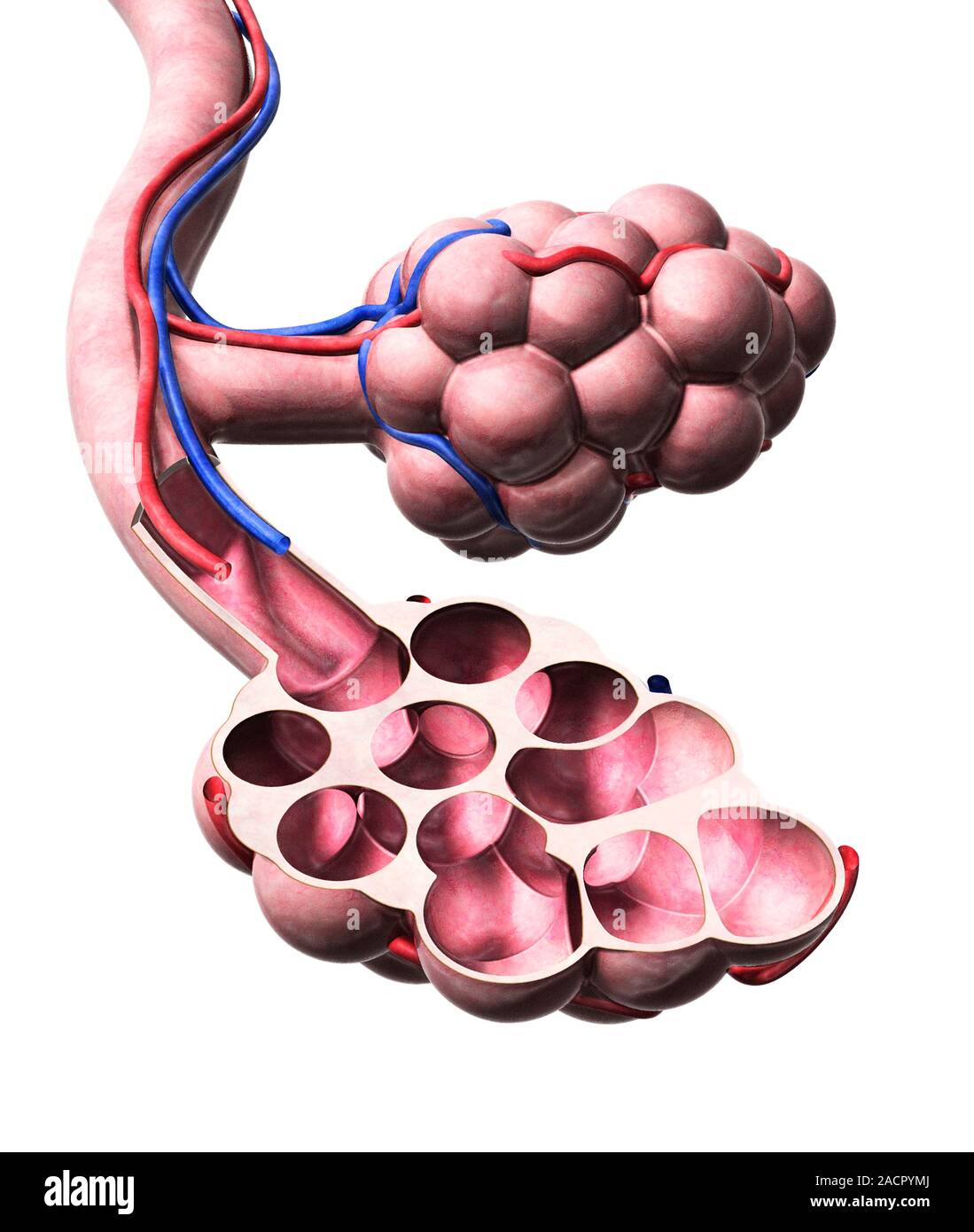 Gli alveoli polmonari anatomia. Illustrazione che mostra la struttura ...