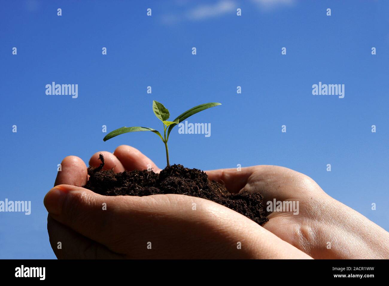 Giovani germogli Foto Stock