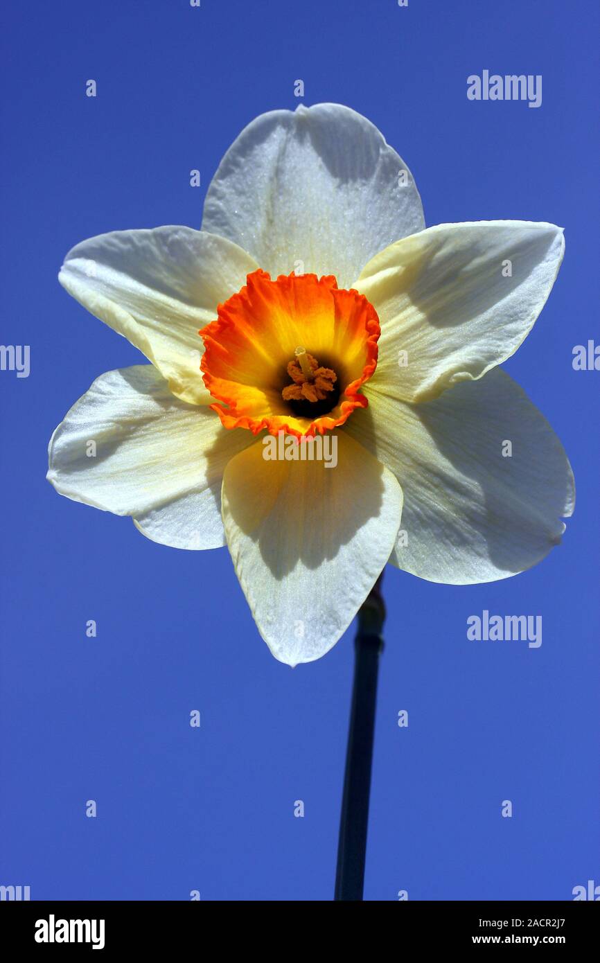 Narciso bianco Foto Stock