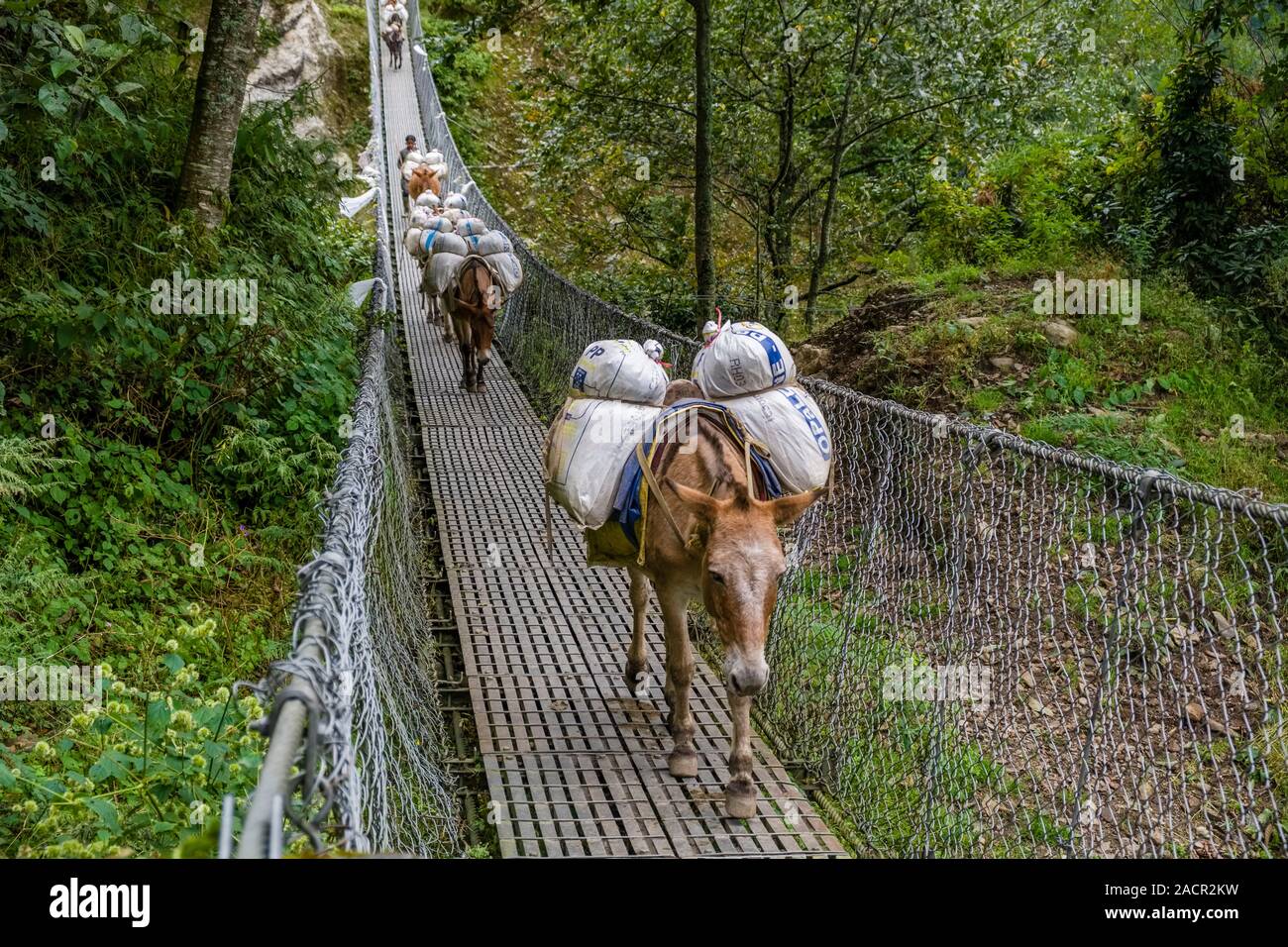 Asini che trasportano carichi stanno attraversando un ponte di sospensione Foto Stock