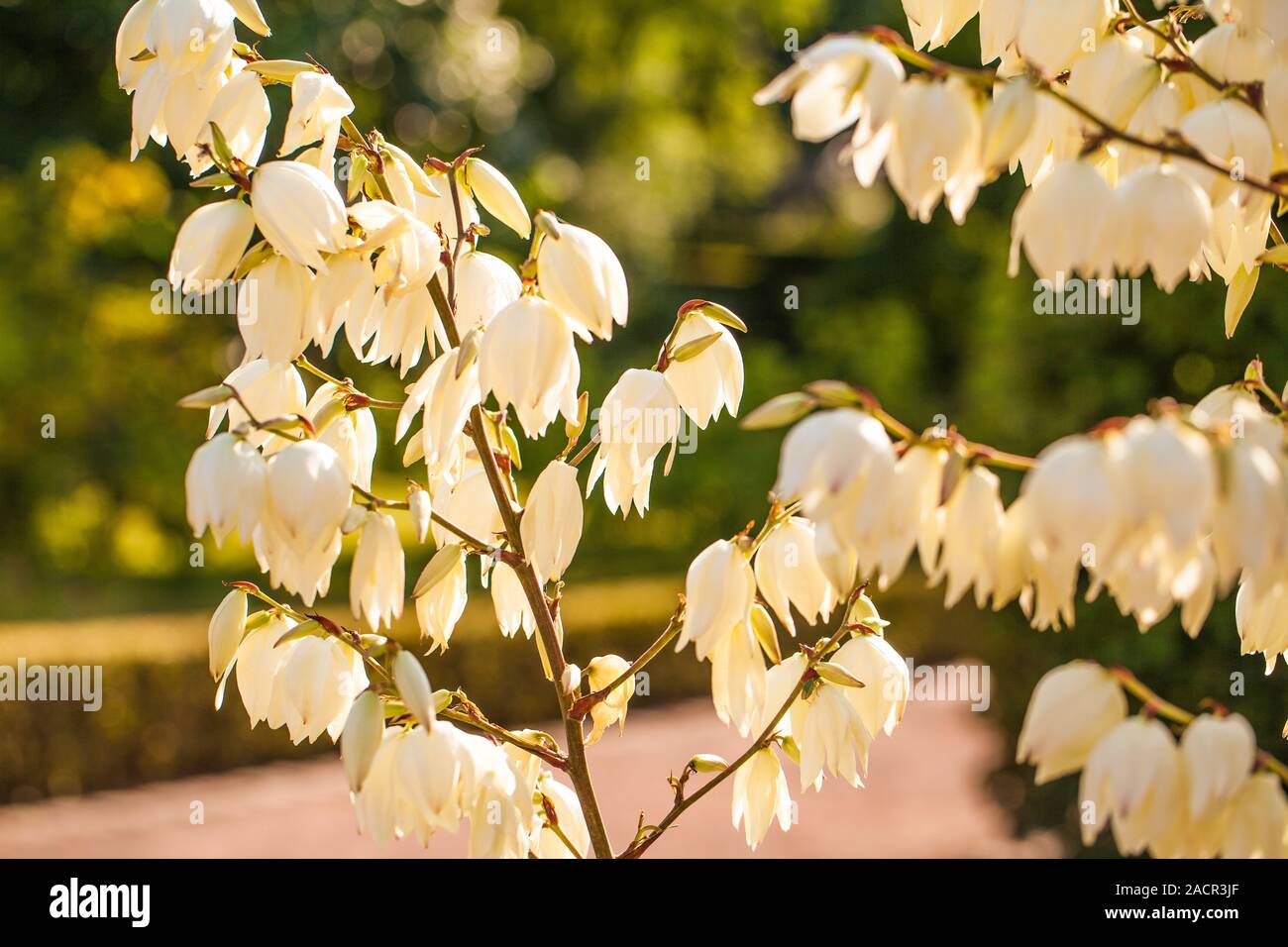 Fiori di colore bianco su un ramoscello Foto Stock