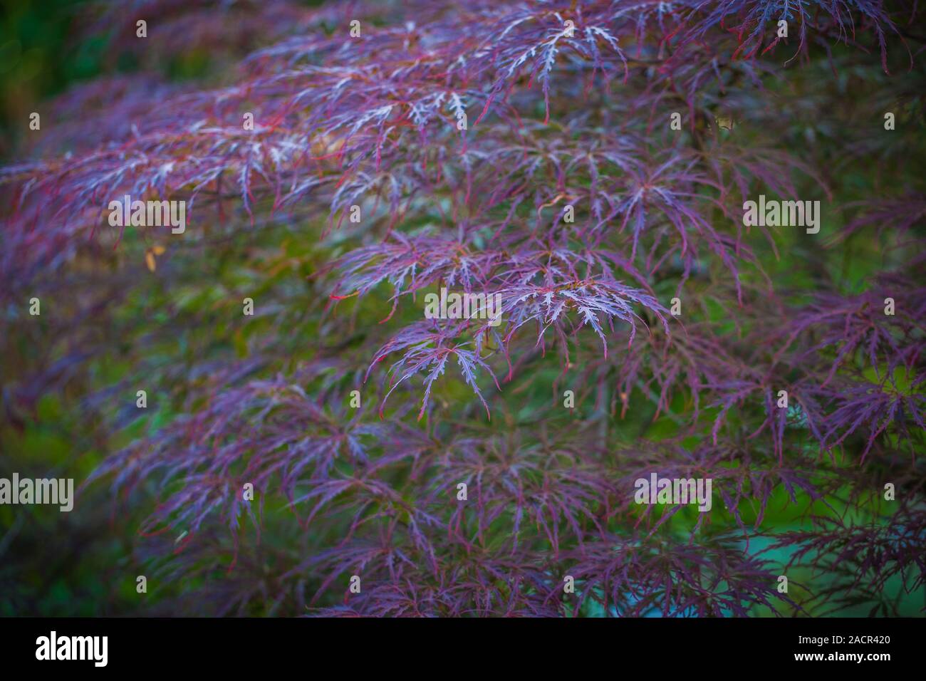 Rosso scuro foglie Foto Stock