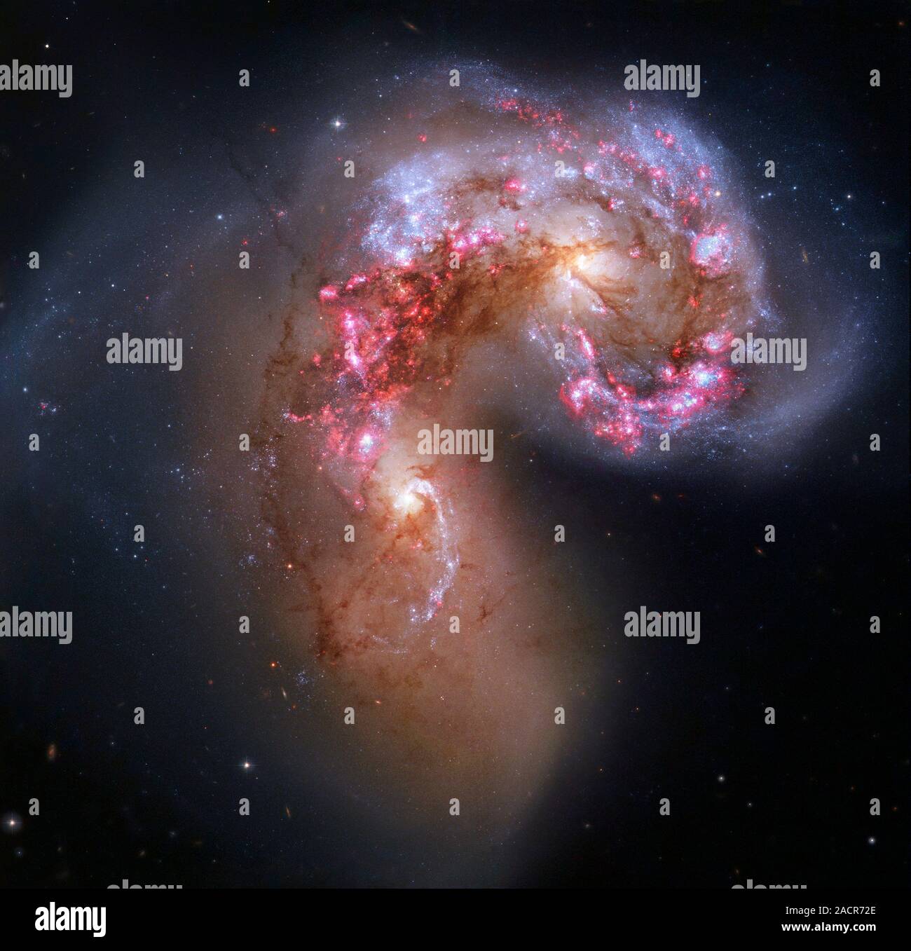 Antenne la collisione di galassie, Telescopio Spaziale Hubble immagine. Le antenne (NGC 4038 e NGC 4039) sono formate da due galassie collisione dovuta al mutuo gra Foto Stock