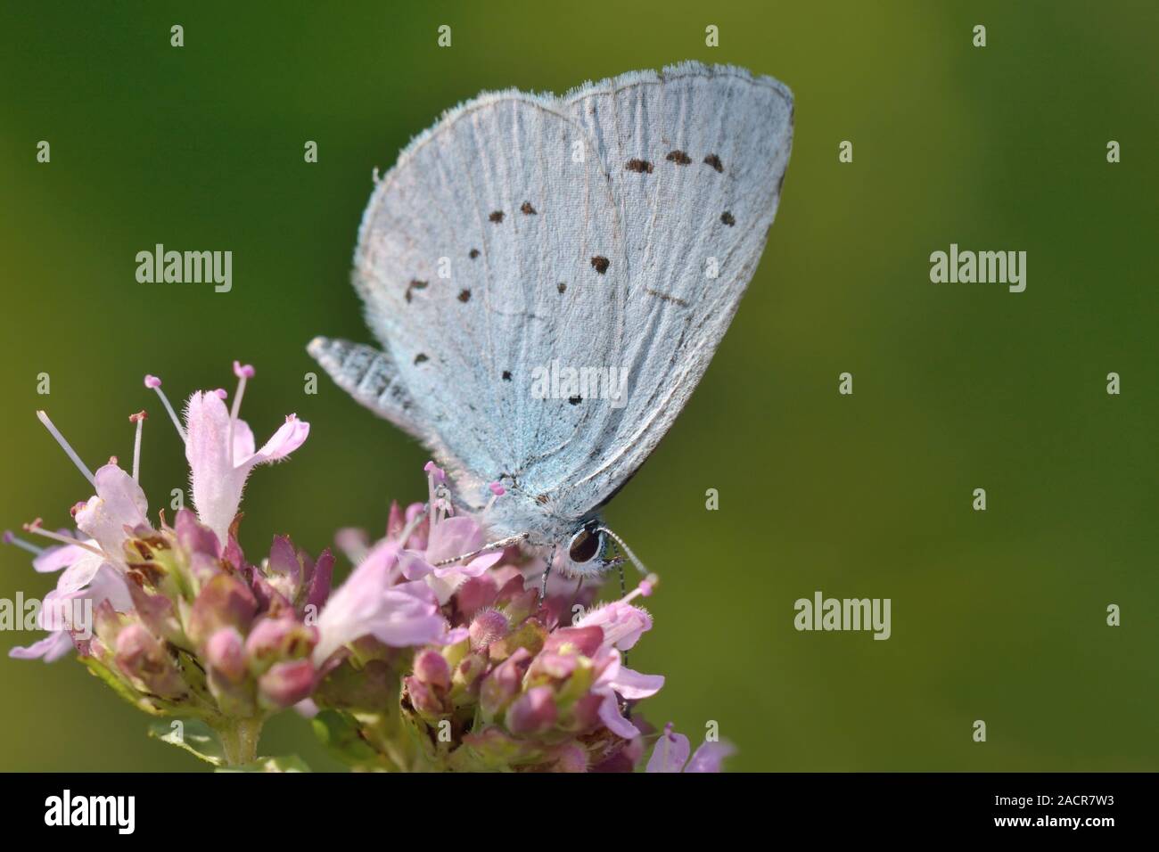 Blu-di fronte Blue Tree Foto Stock