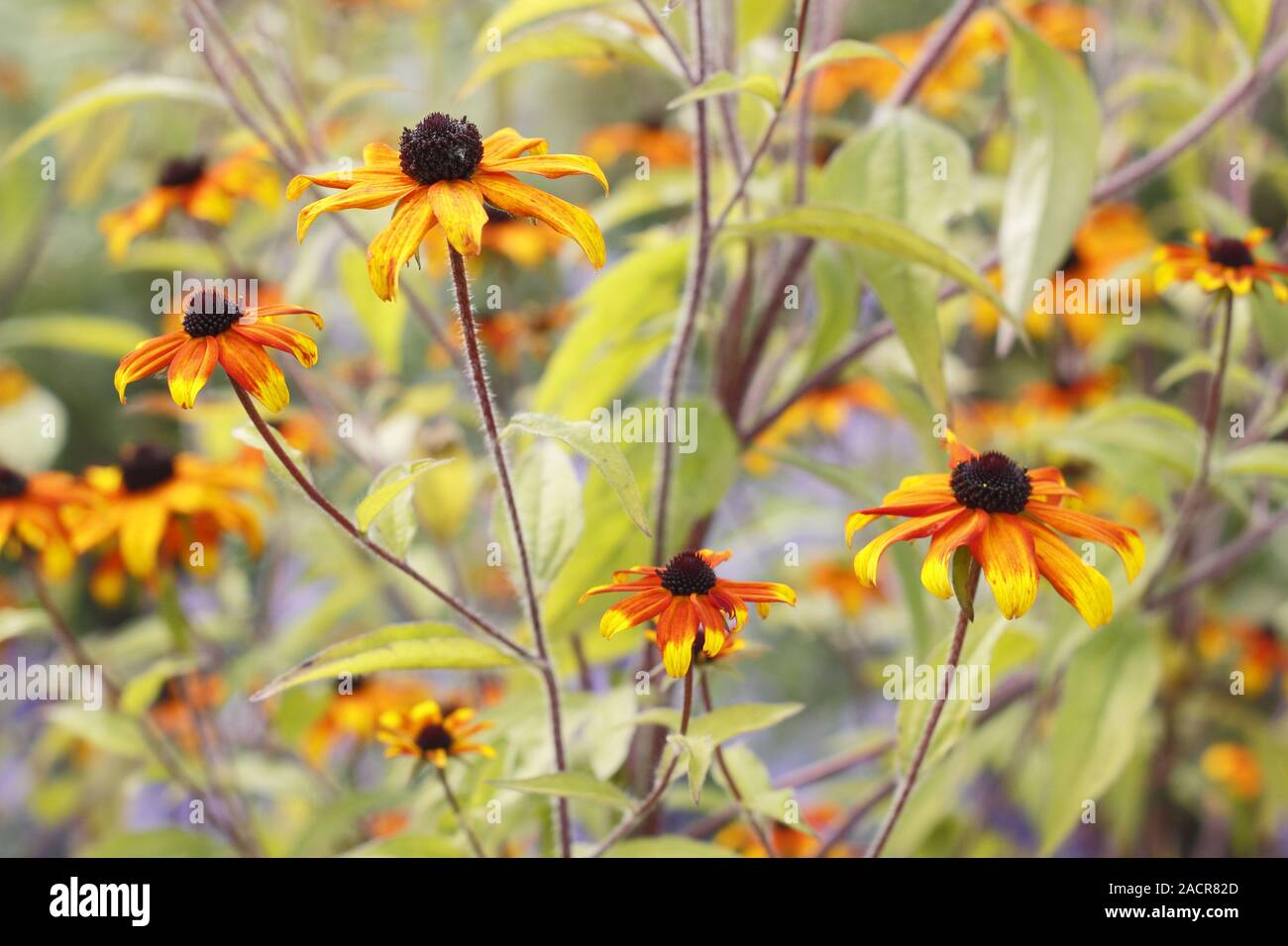 Rudbeckia triloba "Prairie Glow " visualizzazione di masse di fiori d'arancio in un tardo giardino estivo confine. Regno Unito Foto Stock