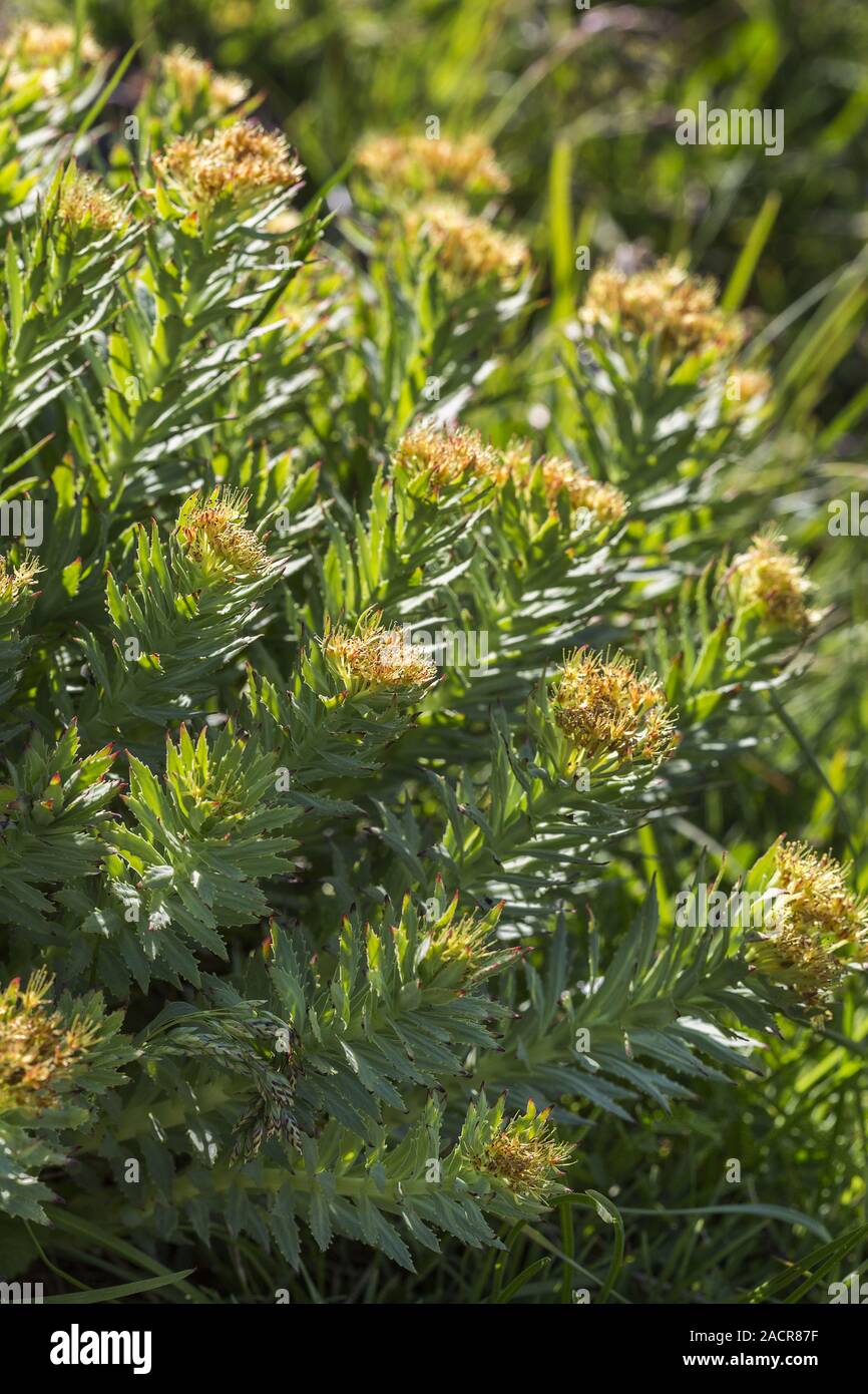 Re la corona o radice artica, la Rhodiola rosea, Sedum rhodiola, S. rosea Foto Stock
