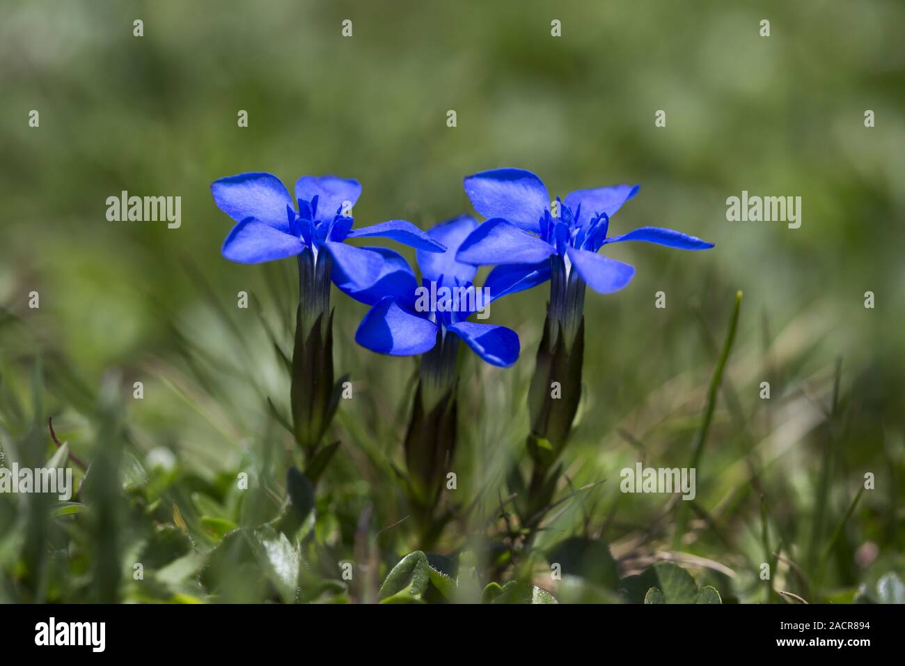 La molla la genziana (Gentiana verna) Foto Stock