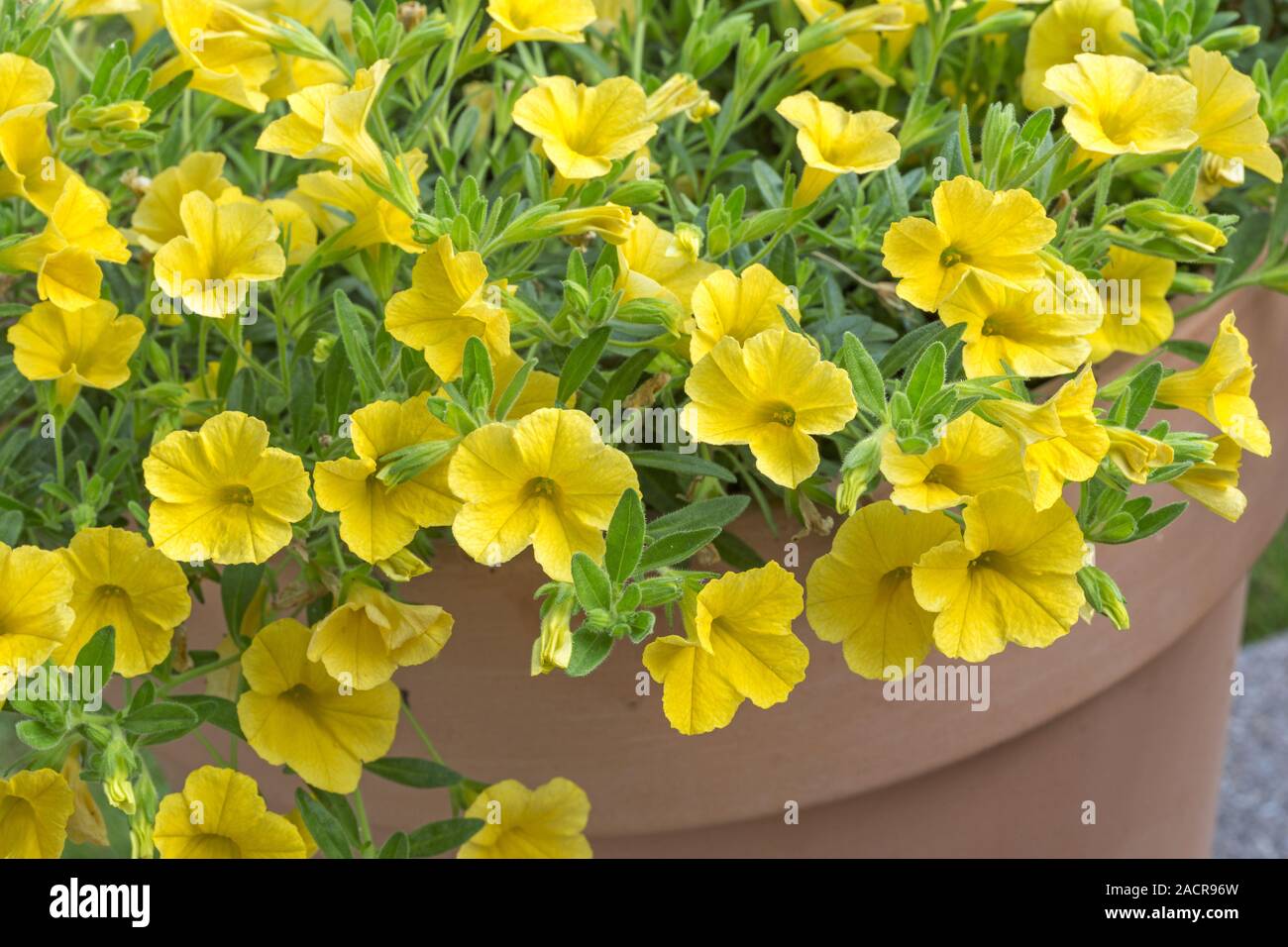 Petunie gialle immagini e fotografie stock ad alta risoluzione - Alamy