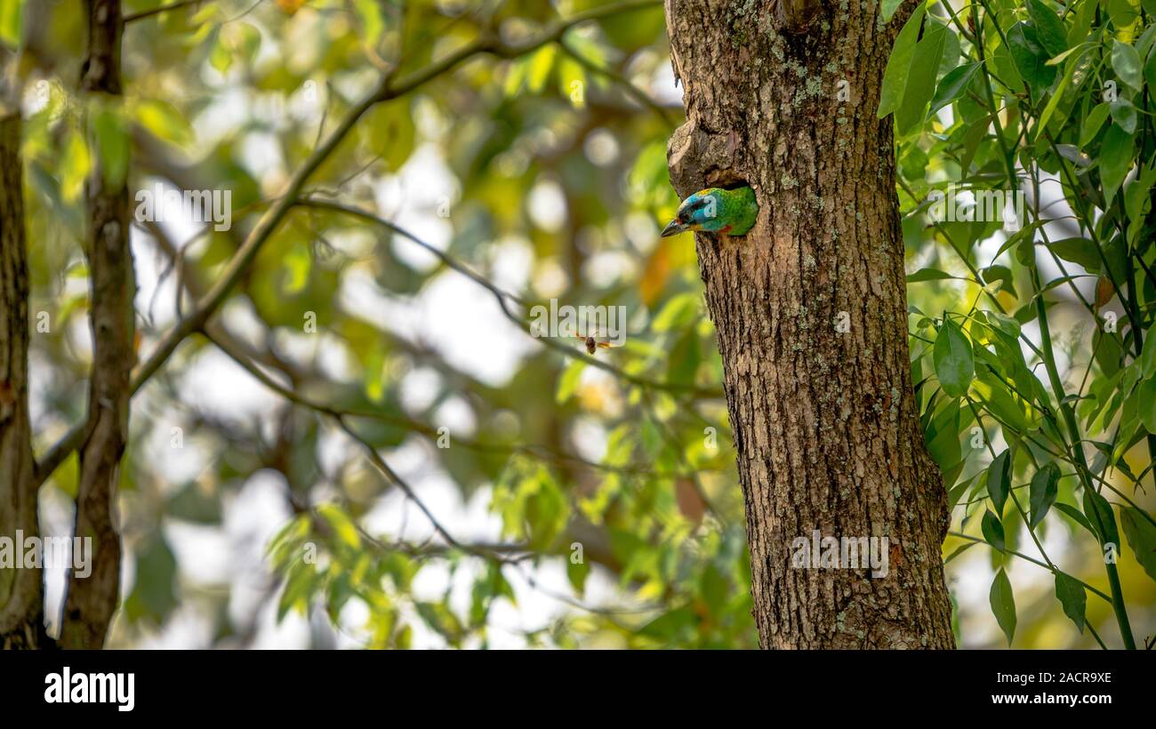 Un uccello Taiwan Barbet attacco ad uno asiatico wasp dal foro, proteggere il nido su albero nella foresta di Taipei. Muller's Barbet è un uccello variopinto. Megalaima Foto Stock