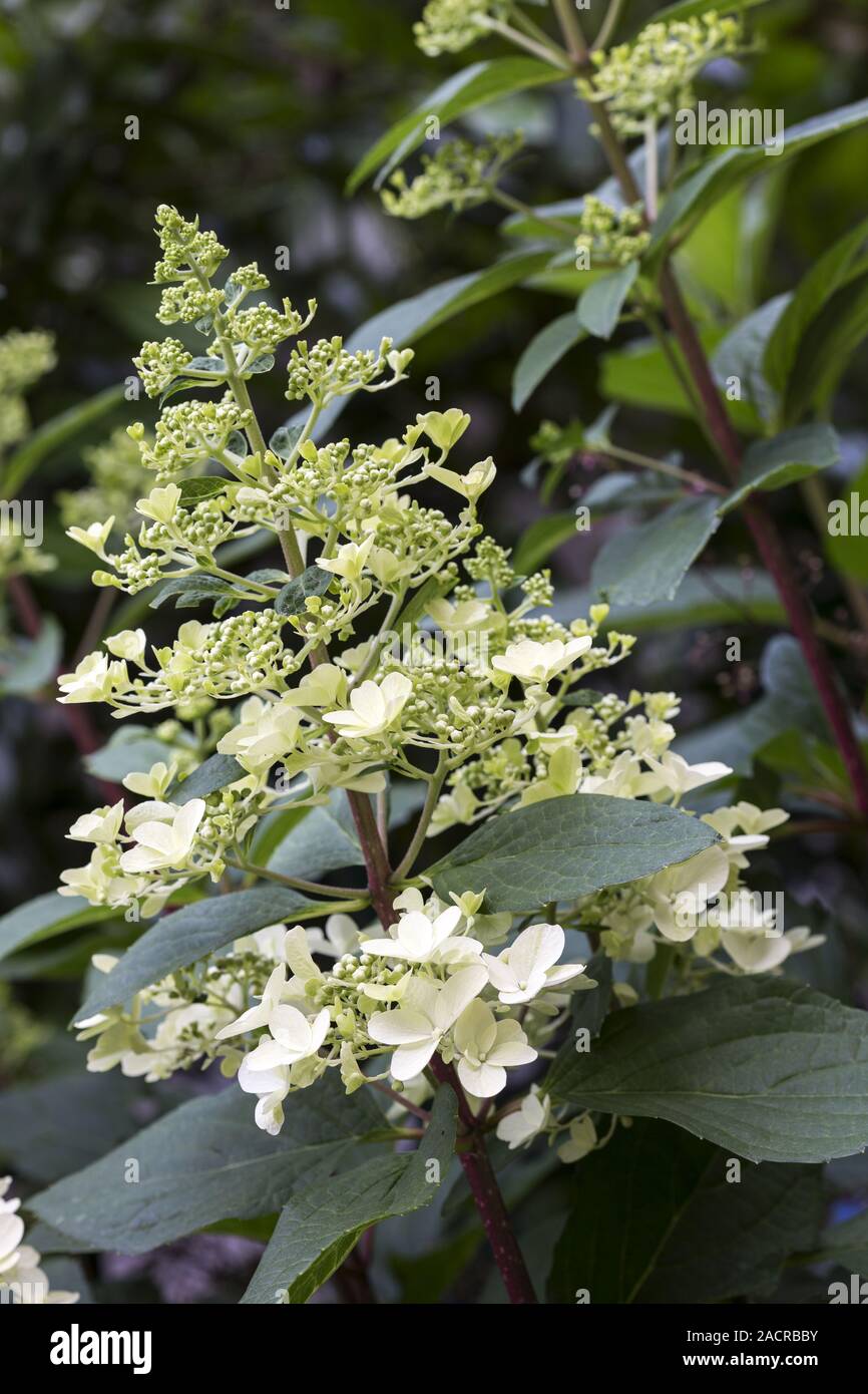 Fiore di un panicle ortensia (Hydrangea paniculata) Foto Stock