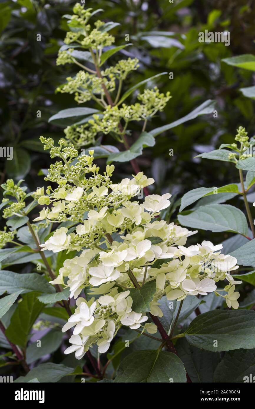 Fiore di un panicle ortensia (Hydrangea paniculata) Foto Stock