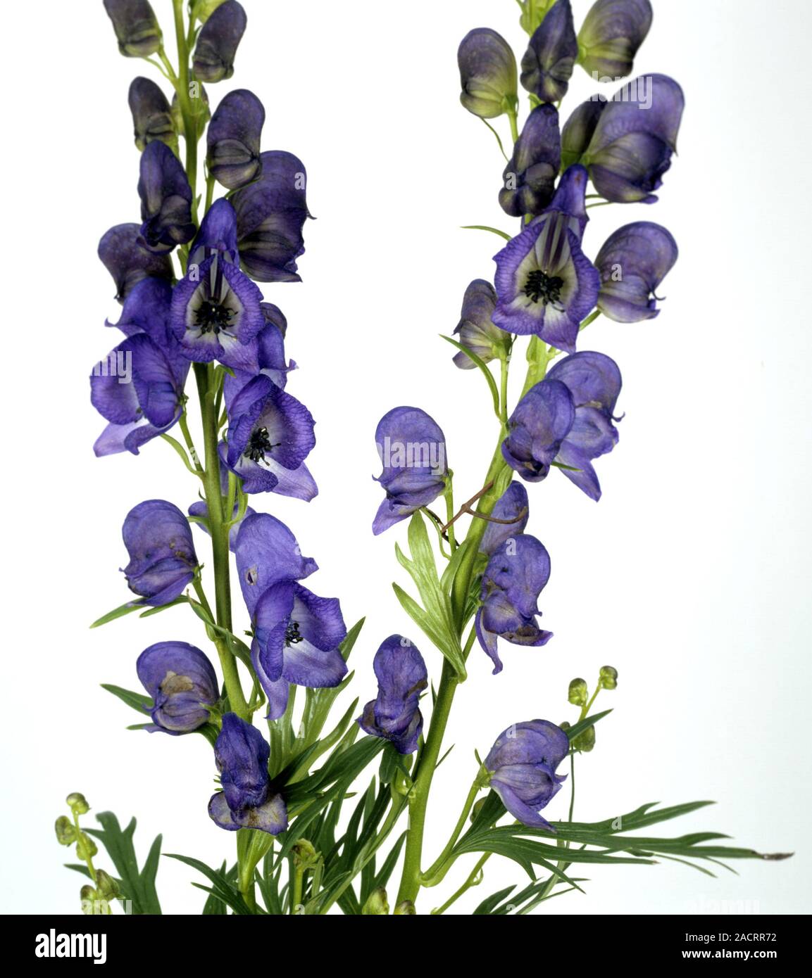 aconito blu Foto Stock