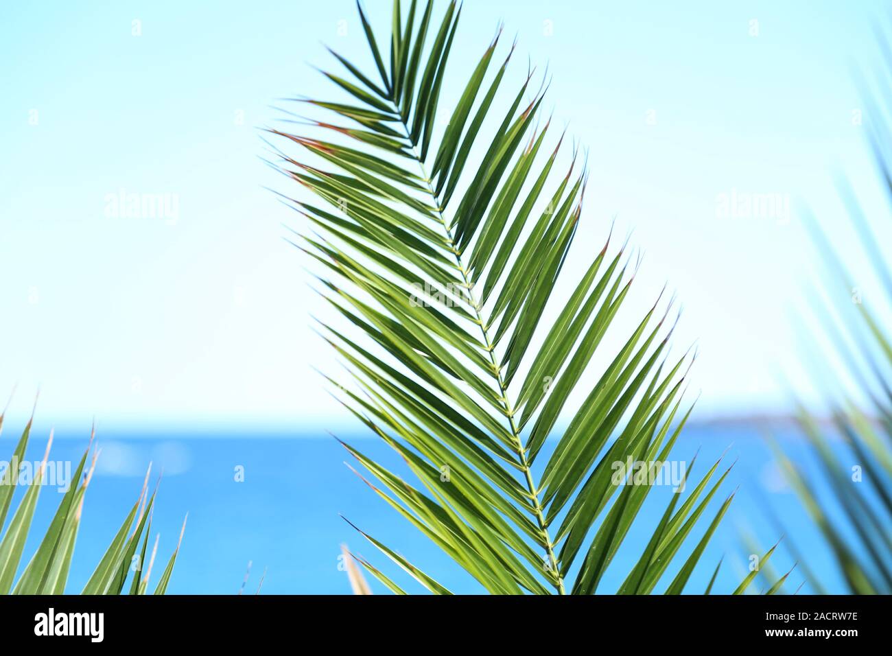 Ramo di palma contro il blu del mare e del cielo Foto Stock