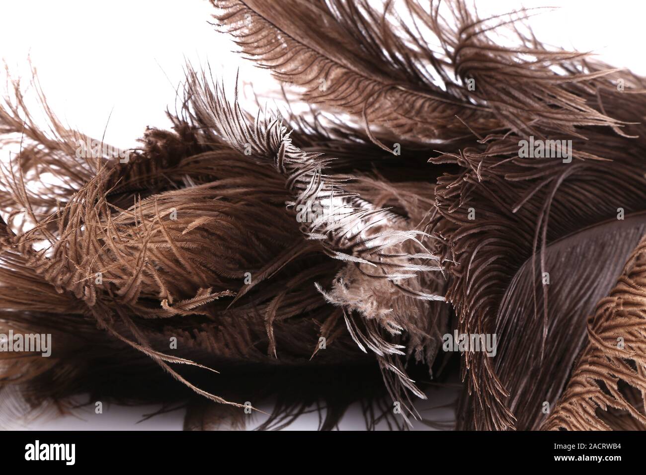 Piume marroni Foto Stock