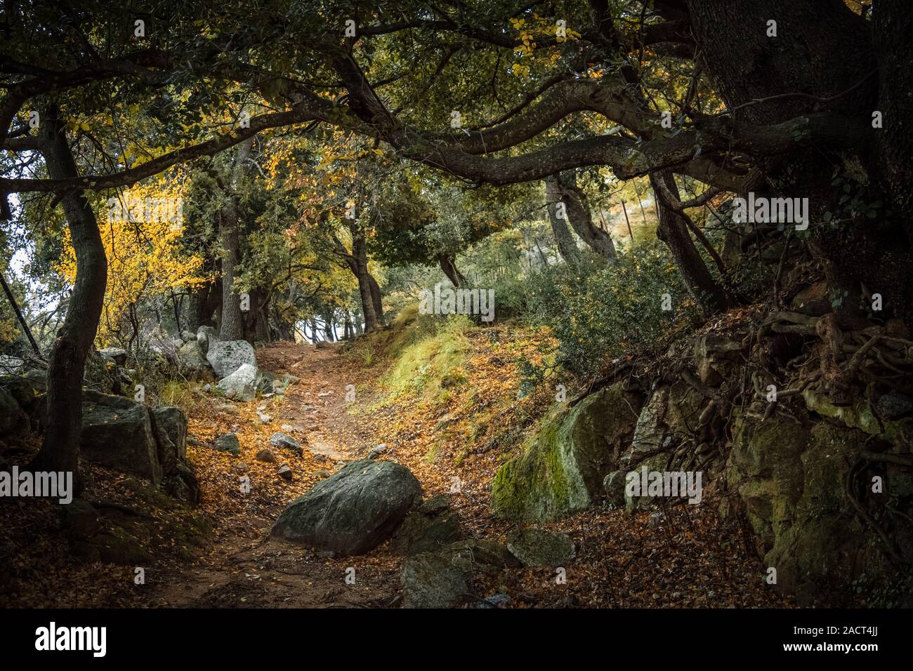 Twisted albero radici e foglie d'oro linea un sentiero attraverso un bosco autunnale nella regione della Balagne in Corsica Foto Stock