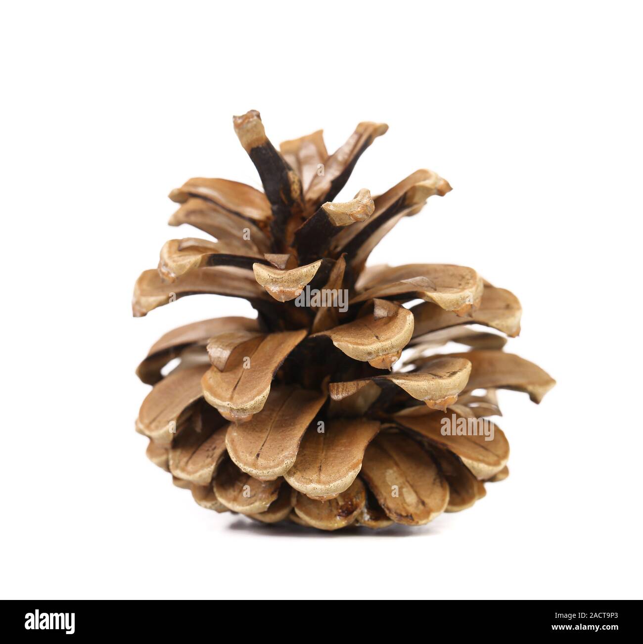 Pino marrone cono isolato su sfondo bianco Foto Stock