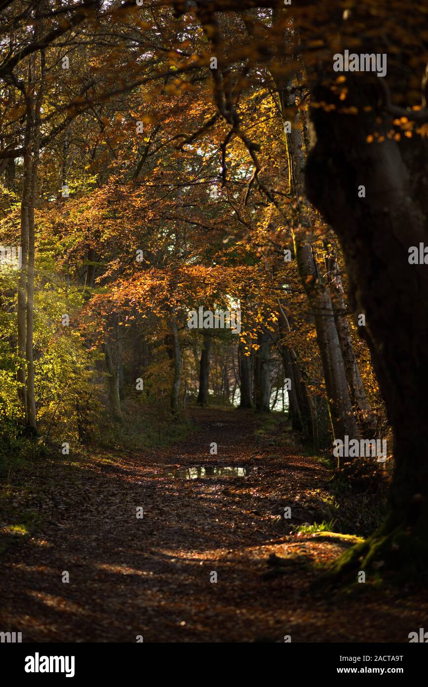 luce del sole appluso che si rompe attraverso gli alberi illuminando il sentiero boschivo davanti Foto Stock