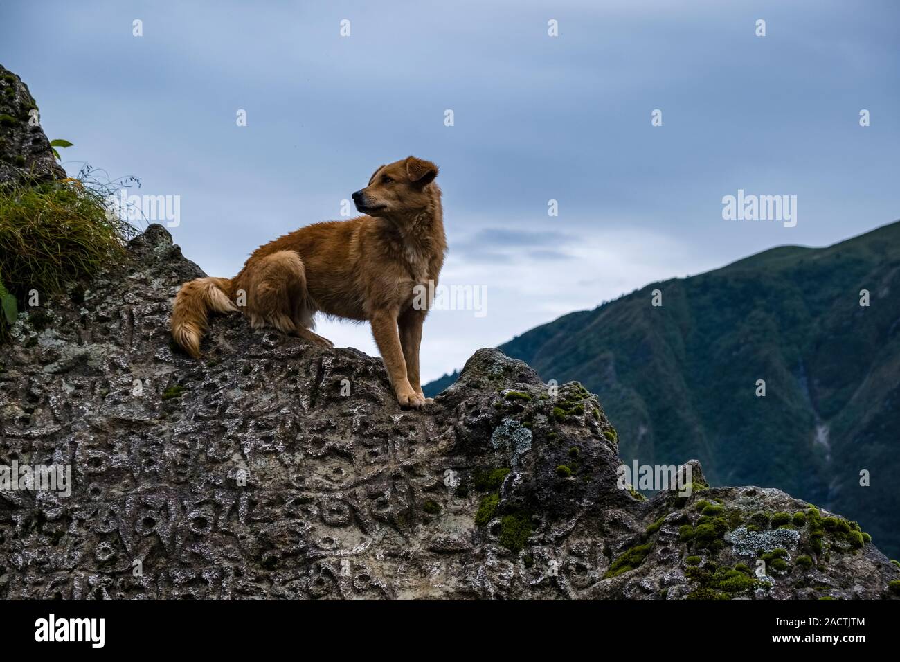 Dog sitter su un Mani di pietra con inciso il mantra tibetano OM MANI PADME HUM Foto Stock