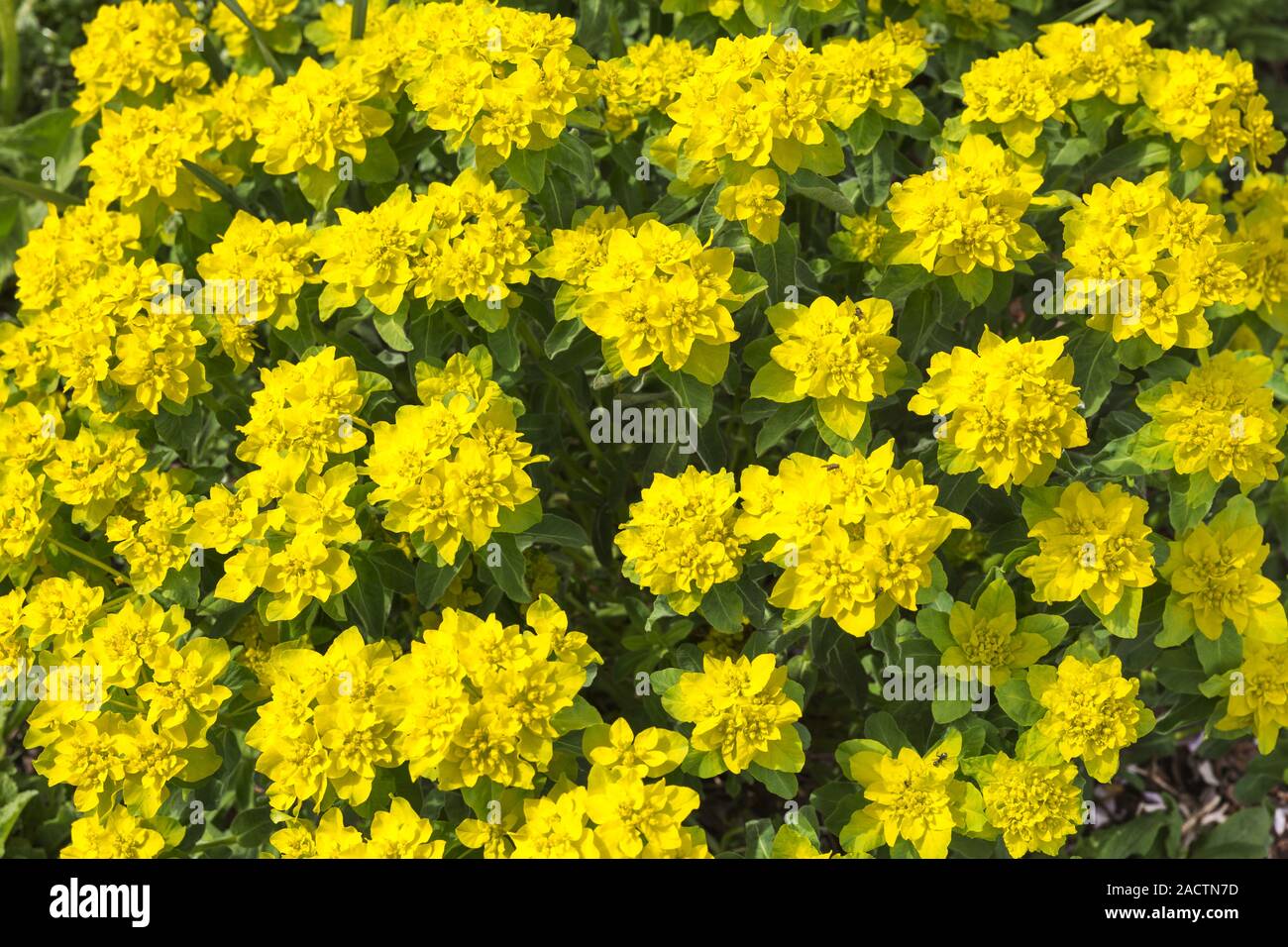 Multicolore (Euforbia Euphorbia epithymoides) Foto Stock