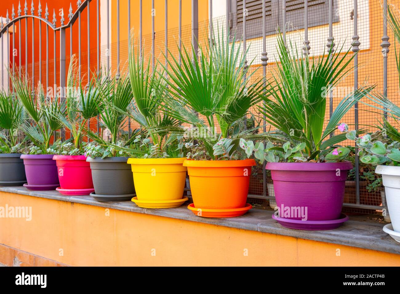 Le palme in vasi di colore davanti alla casa. La Flora. Foto Stock