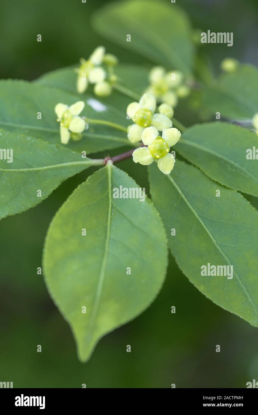 Roveto ardente, Euonymus alatus, fiore Foto Stock