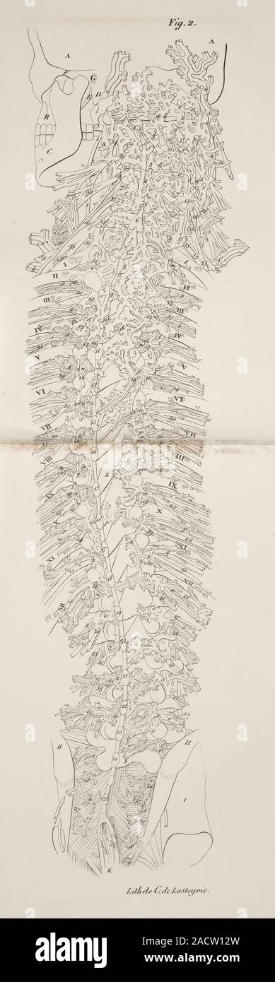 Trittico Su Tela Con Stampe Anatomiche – Piedi E Ossa In Stile Acquerello, Poster Per Studio Medico O Decorazione Casa, 30x40cm (Senza Cornice)