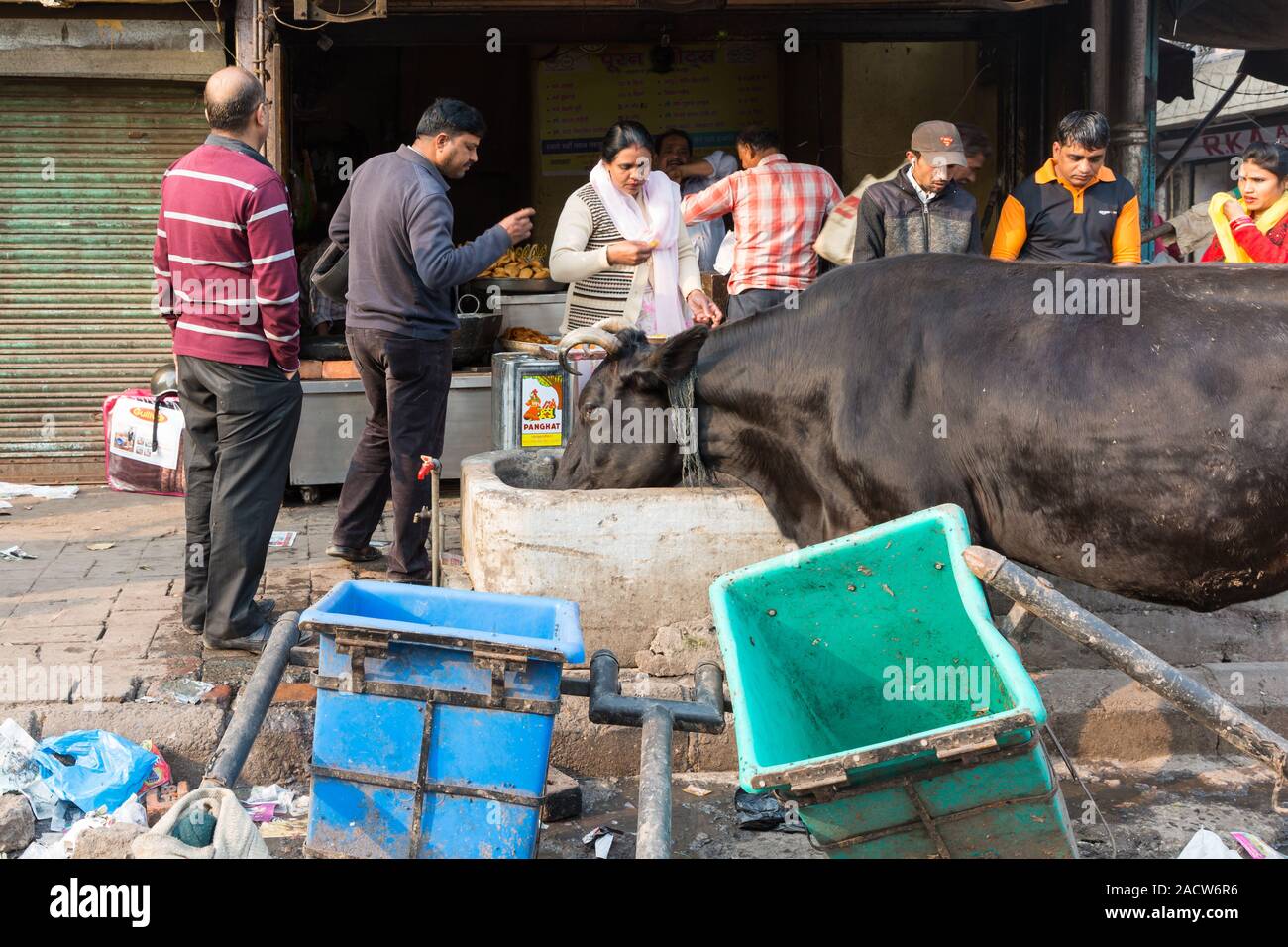 La gente e la mucca di mangiare al Chandni Chowk Vecchia Delhi Foto Stock