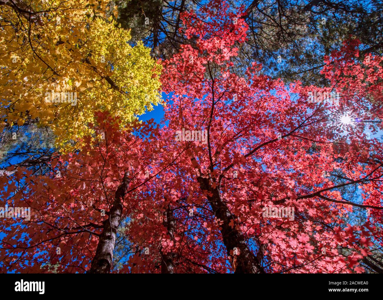 La vibrante caduta delle foglie in Oak Creek Canyon di Sedona, AZ, dring 2019 stagione autunnale. Foto Stock