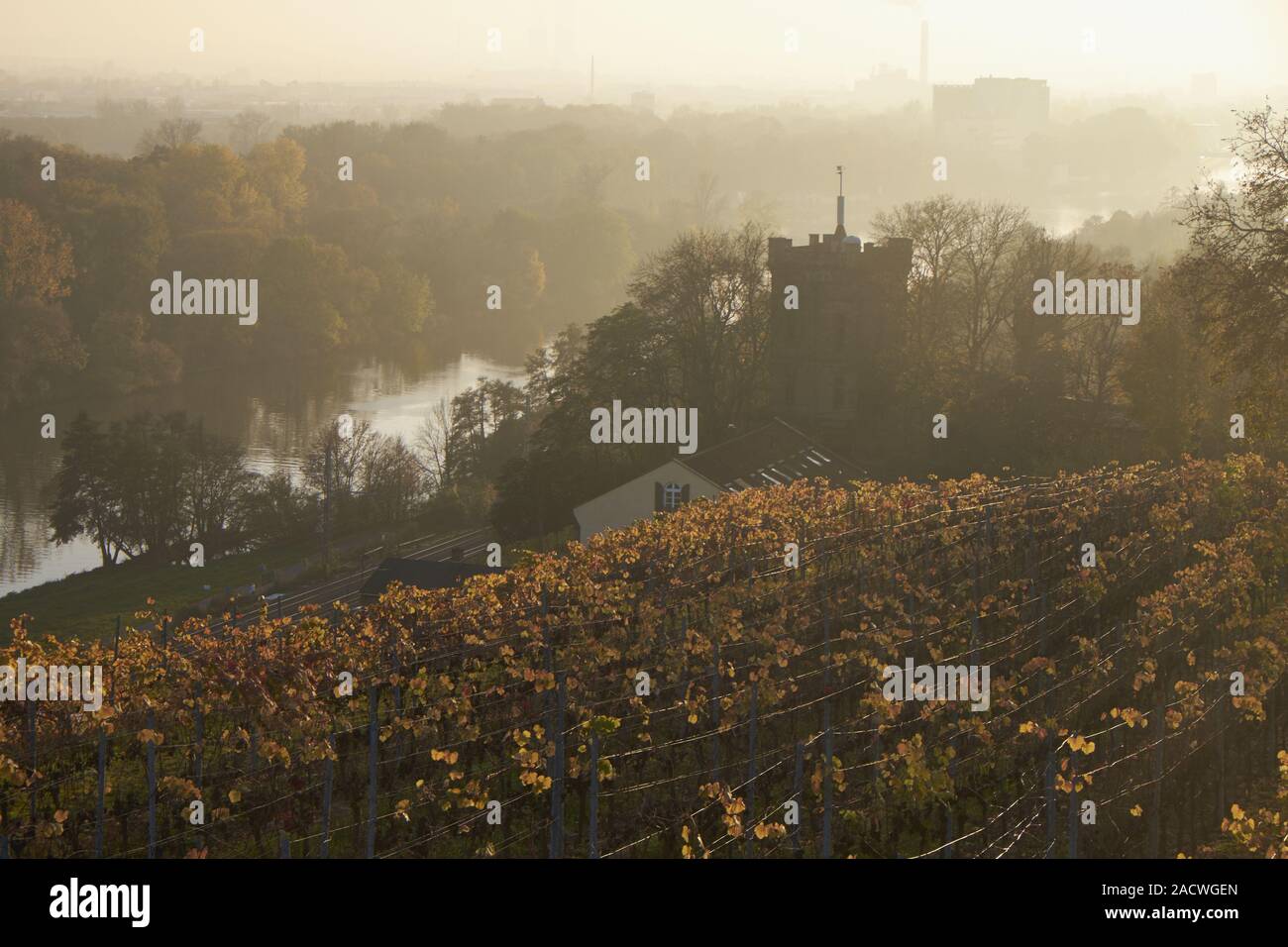 Vigneti a Peterstirn in Schweinfurt, bassa Franconia, Bavaria Foto Stock