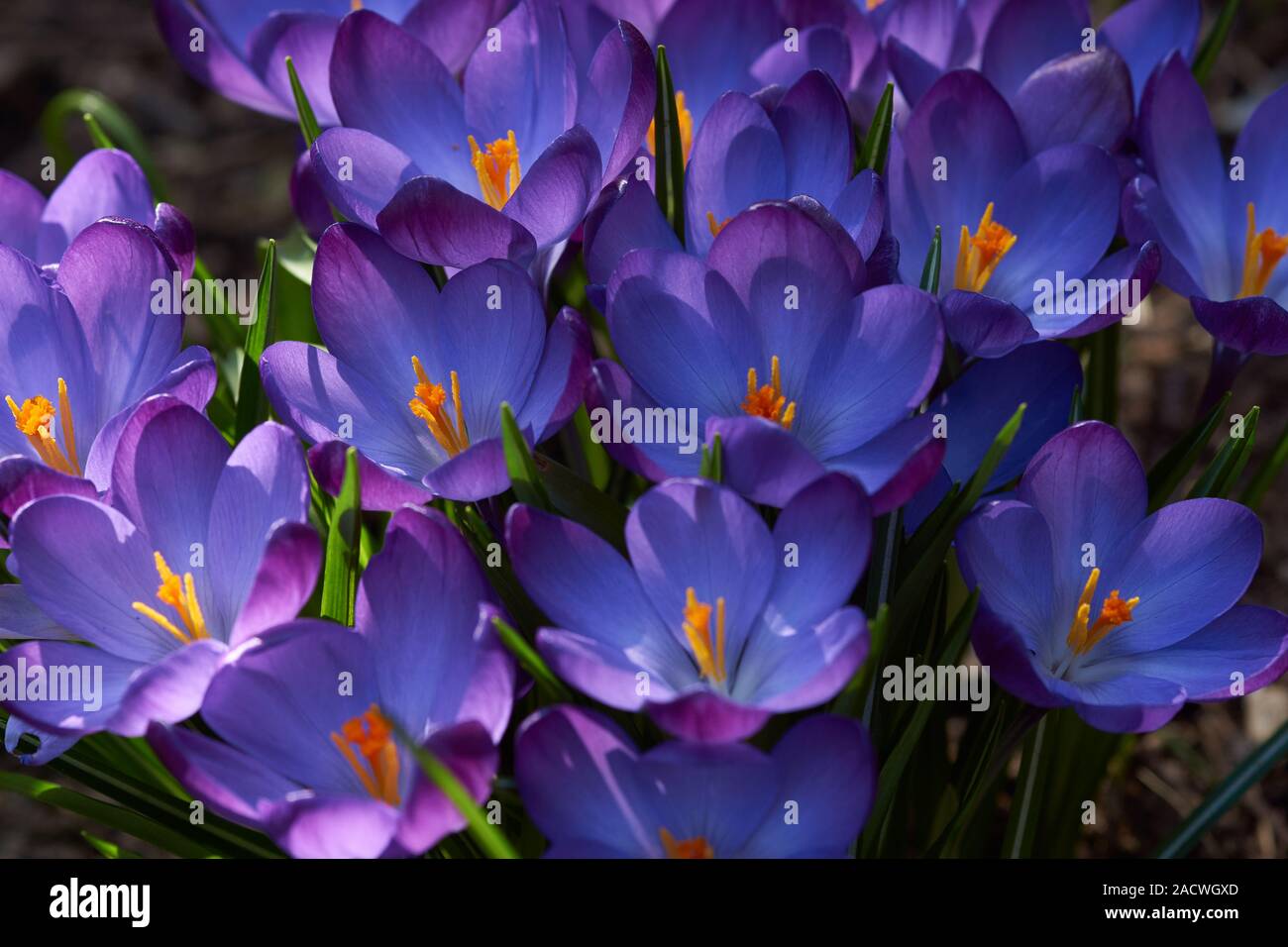 Crocus, crocus vernus Foto Stock