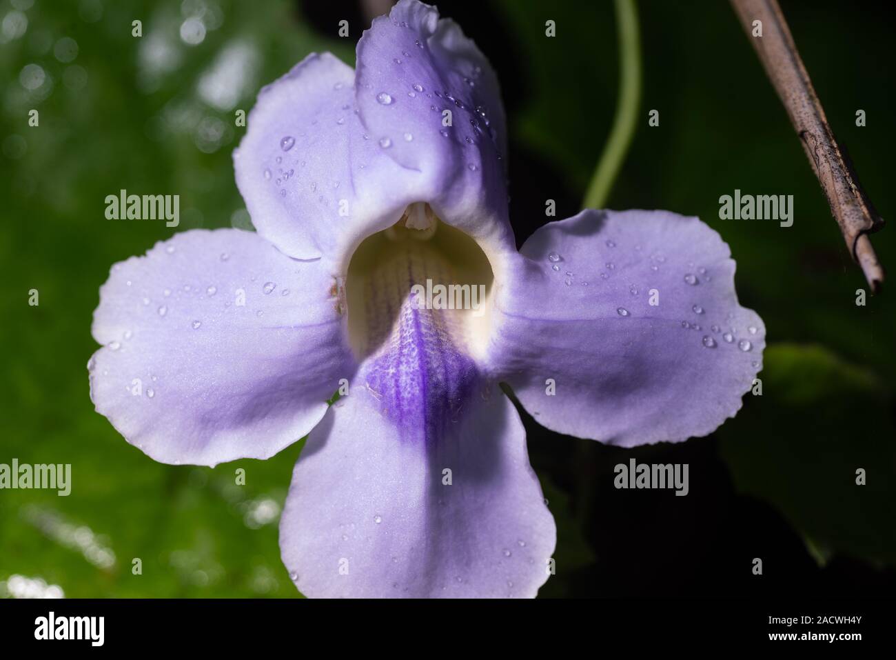 Bel fiore di gladiolus con gocce d'acqua su petali Foto Stock