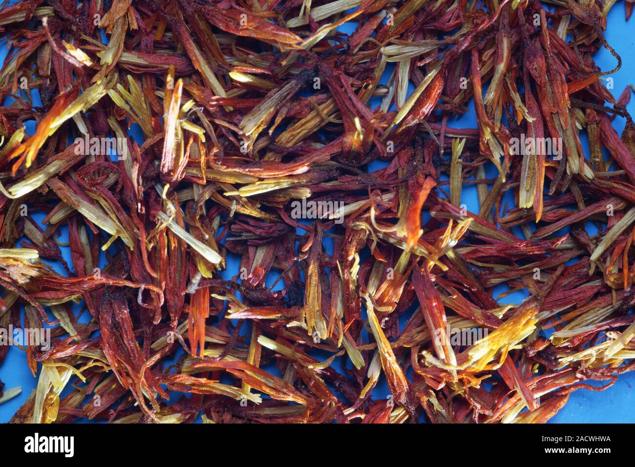 Carthami flos, Honghua, i fiori di cartamo, lo zafferano selvatico, cartamo Foto Stock