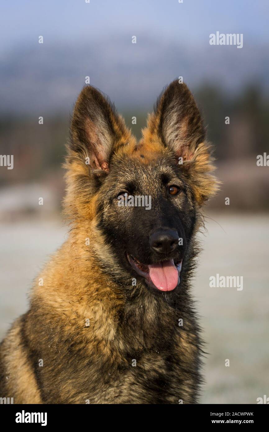 Pastore Tedesco cucciolo di cane, ritratto Foto Stock