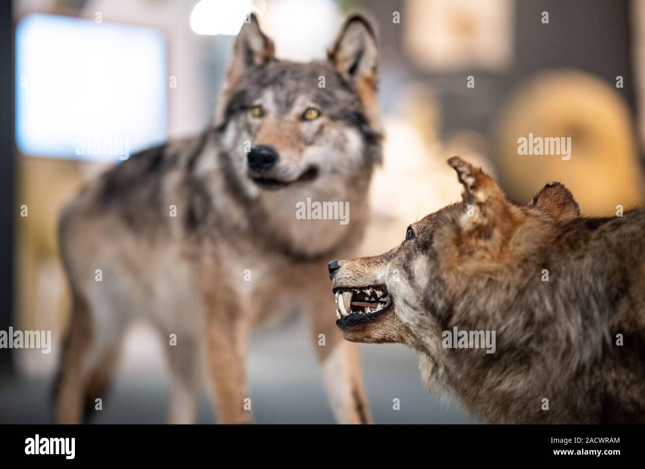 03 dicembre 2019, nella Renania settentrionale-Vestfalia e Münster: In la LWL Museum für Naturkunde del Westfälisches Landesmuseum ci sono due lupi ripiene. A destra nella foto sorge l'ultimo colpo lupo in Westfalia. Questo è stato girato in 19 Gennaio 1835 vicino Ascheberg-Herbern nel distretto di Coesfeld. Sulla sinistra è un anno due vecchi maschio che non sopravvivere un incidente stradale nel mese di aprile 2017 vicino a Petershagen nel distretto di Minden Lübbeke ed era farcito da un imbalsamatore della LWL. Le preparazioni possono essere visto nella mostra permanente "Westfalen im Wandel'. Foto: Guido Kirchner/dpa Foto Stock