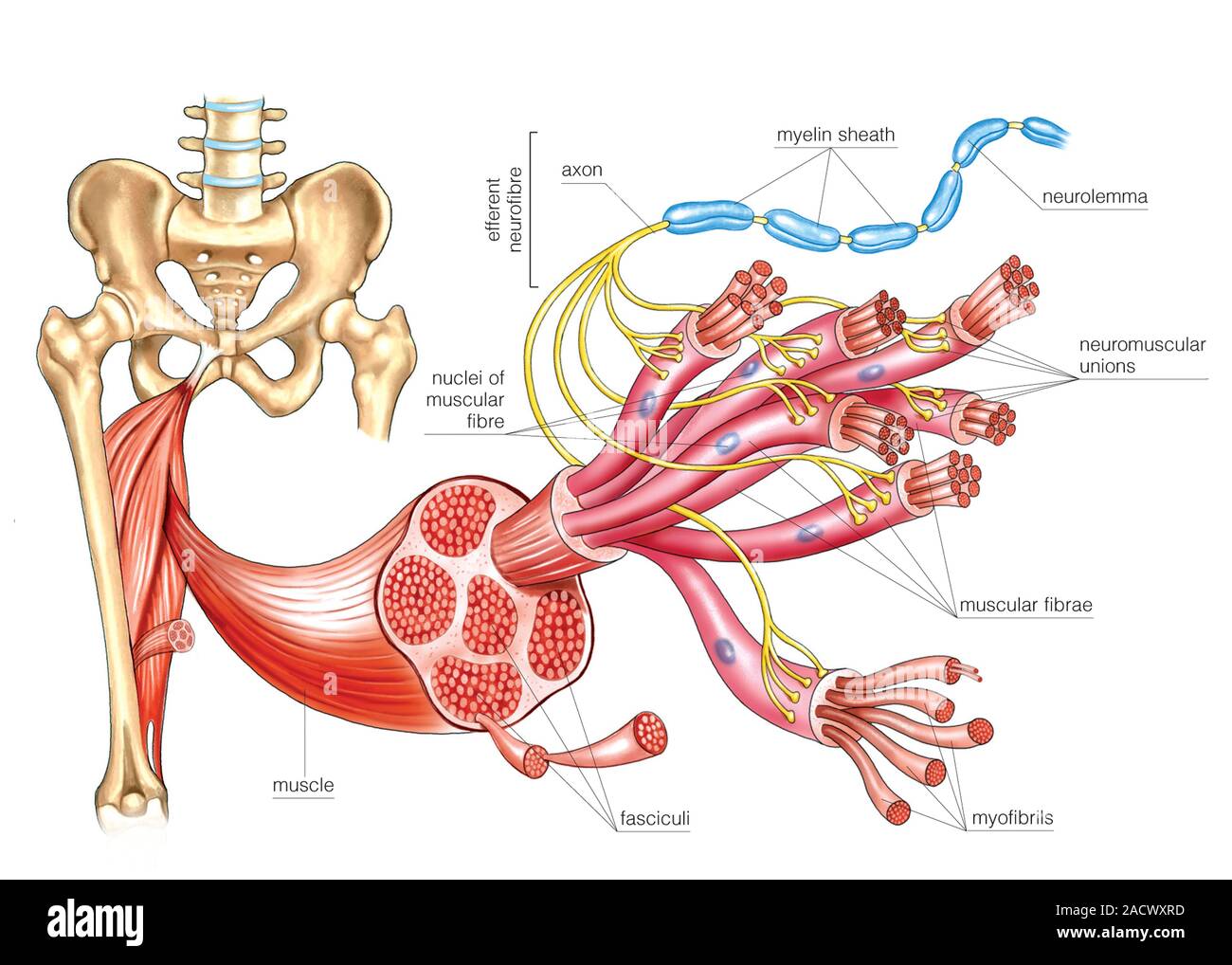 Illustrazione della struttura generale e organizzazione del muscolo scheletrico, la piastra motore questa illustrazione marcato è da 'Asklepios Atlante Foto Stock