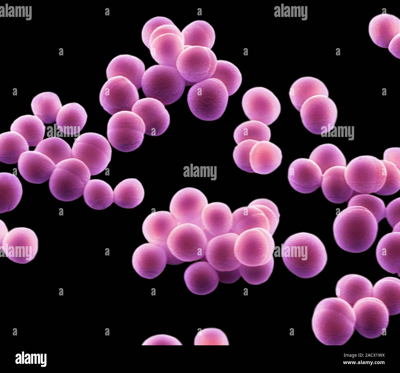 Lo Staphylococcus epidermidis batteri, colorata di microfotografia electron  scansione (SEM). Questi cocchi Gram-positivi (sferica batteri) si trovano  su umano sk Foto stock - Alamy