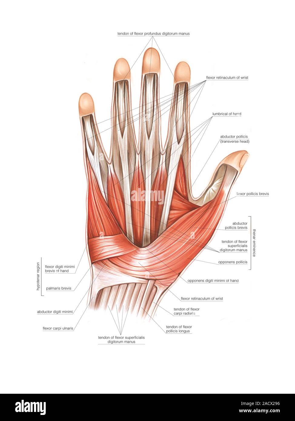 Illustrazione della thenar e hypothenar i muscoli della mano. Si tratta di un palmar vista superficiale dei muscoli della mano. Illustrazione da 'Asklep Foto Stock