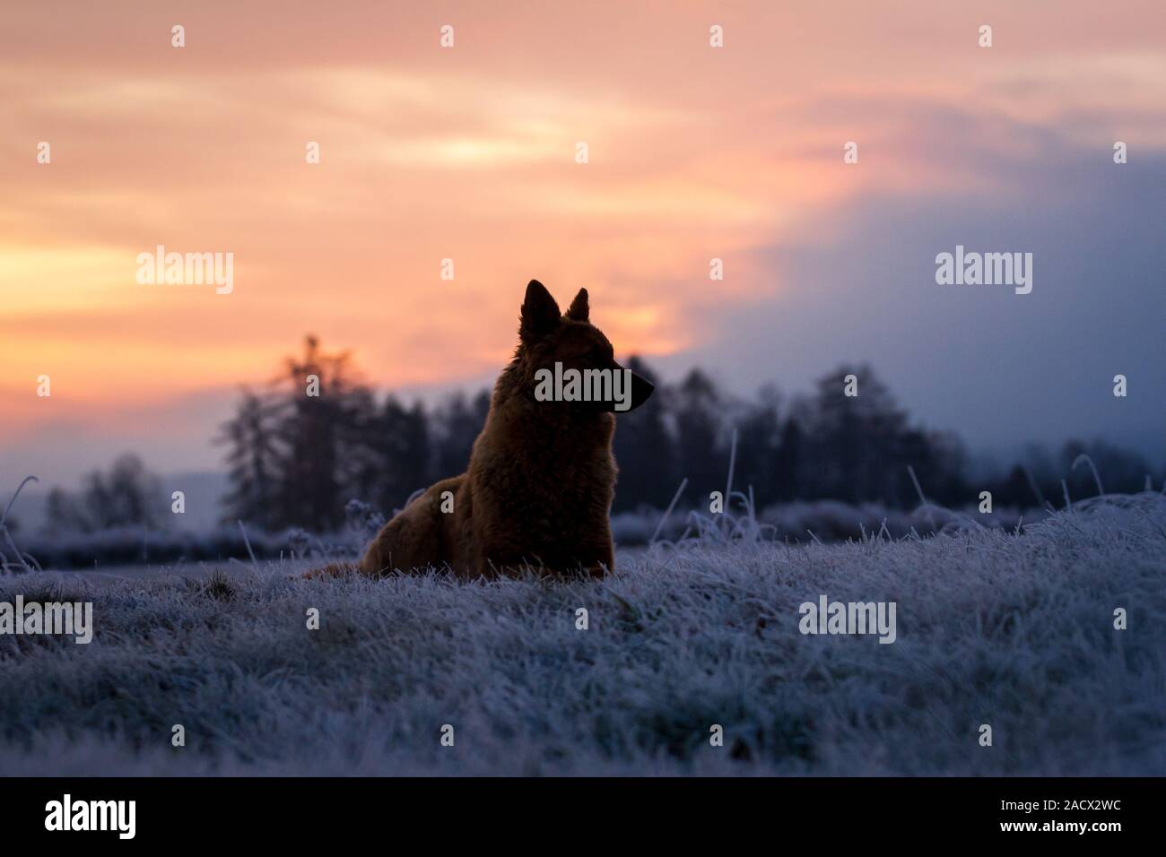 Westerwälder Kuhhund, Old German Sheepdog, all'alba in inverno Foto Stock