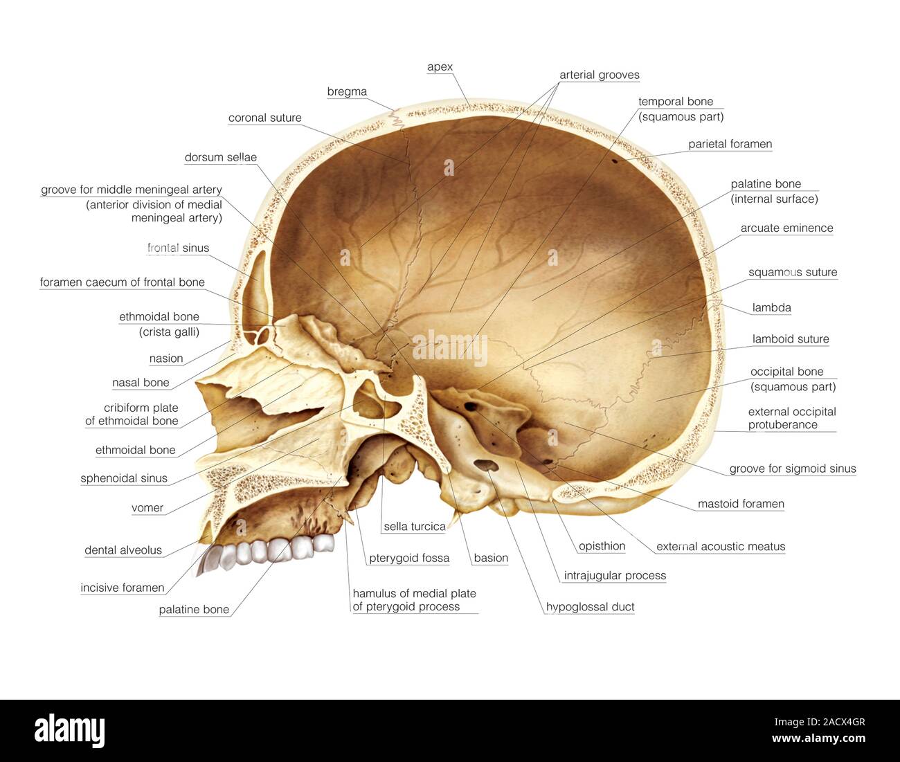Illustrazione del cranio. Questo (etichettato) paramedian vista in sezione  è da 'Asklepios Atlante di Anatomia Umana Foto stock - Alamy