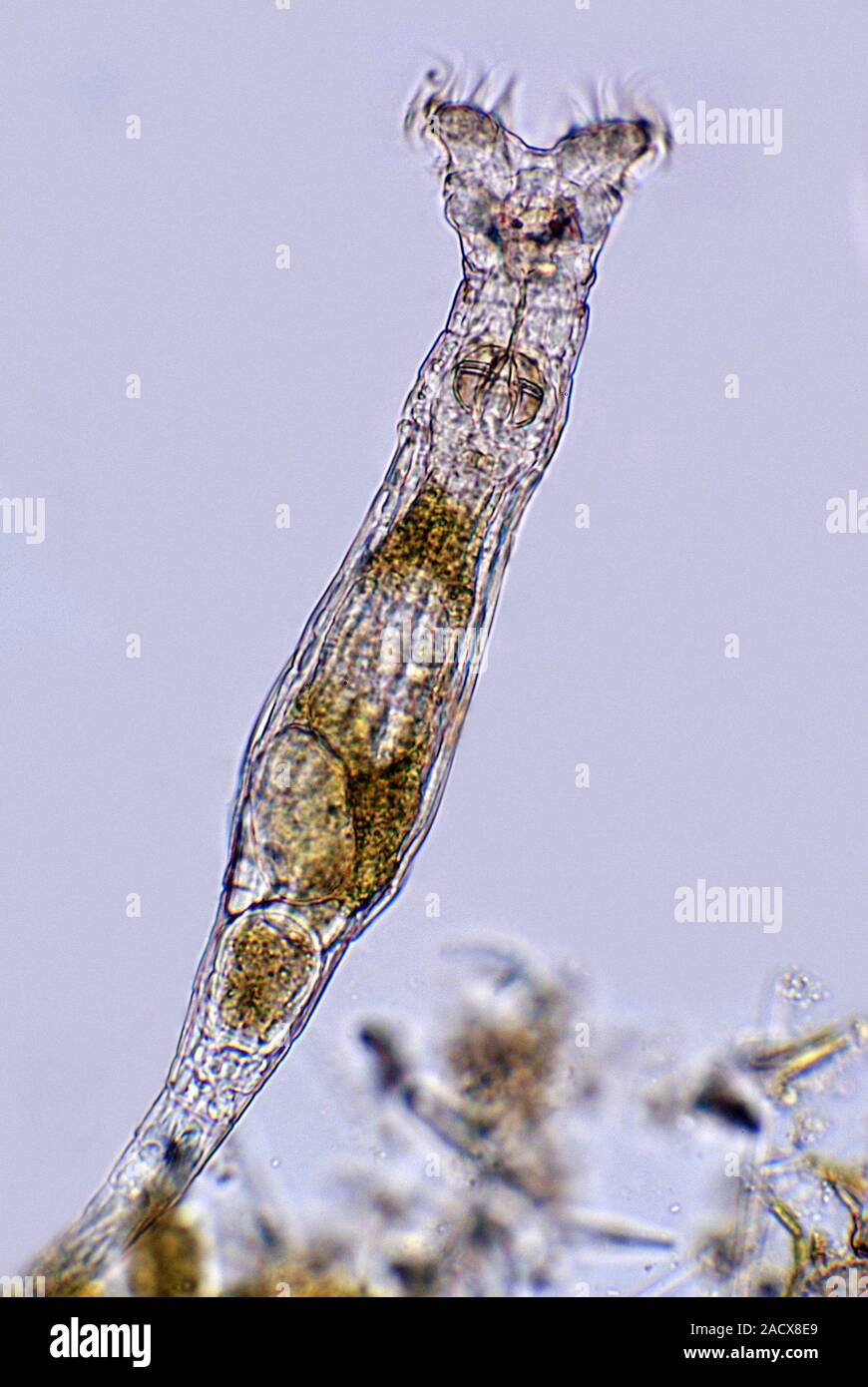 Campo luminoso micrografia di luce di un rotifer (phylum Rotifera). Chiamato anche animali ruota, rotiferi sono comuni in ambienti di acqua dolce. Essi utilizzano thei Foto Stock